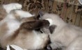 /album/fenykepgaleria/ragdoll-love-4-jpg/